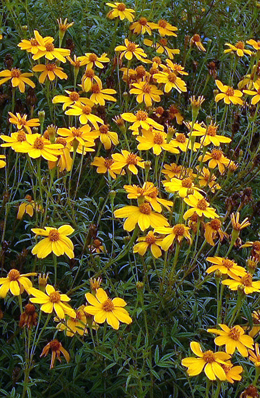 mexican-marigold-seeds-cottage-garden-seed